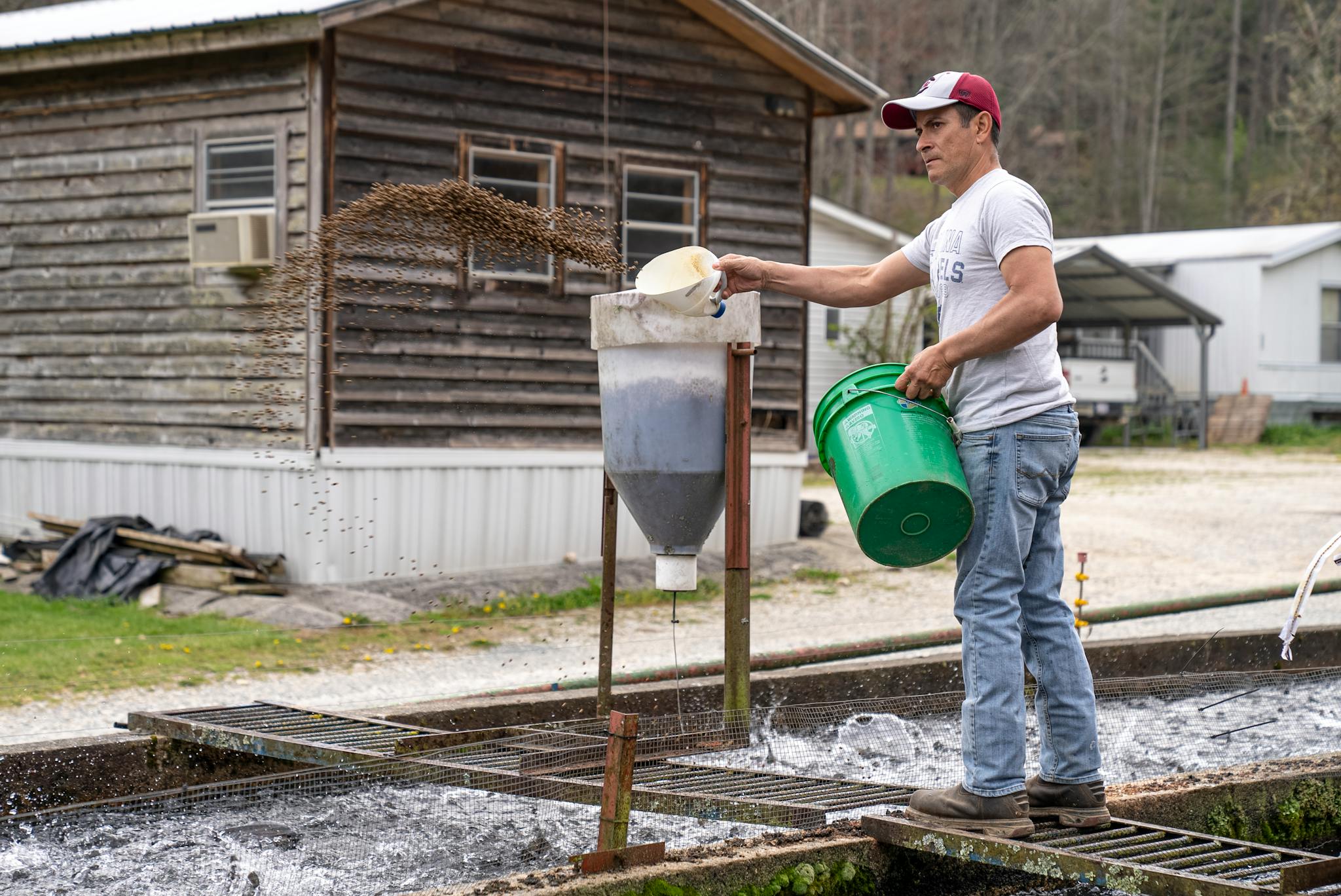 A man feeds fish at a farm facility, showcasing traditional aquaculture techniques outdoors.