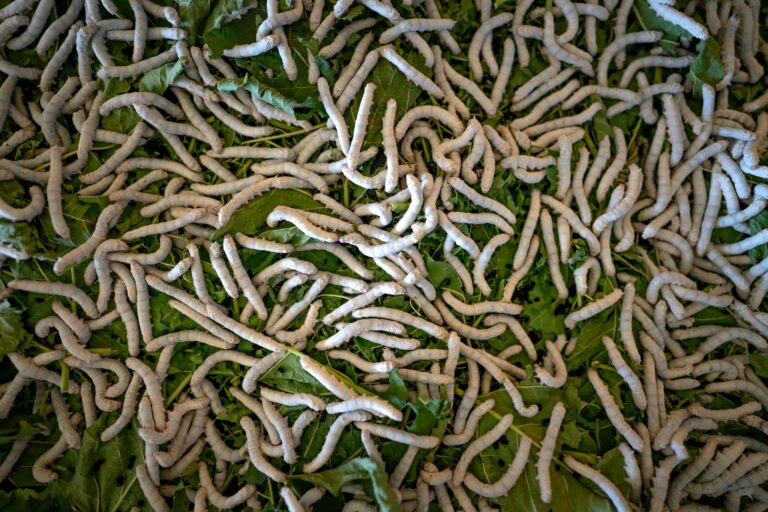 Top view heap of domestic silk moth larvae eating green mulberry leaves in farm